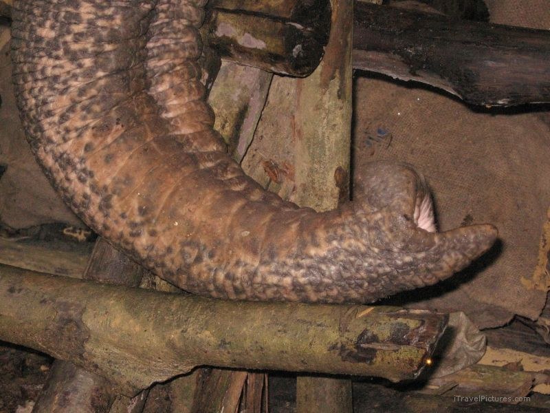 elephant trunk Khao Sok