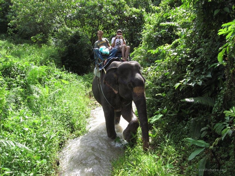 elephant riding Khao Sok national park