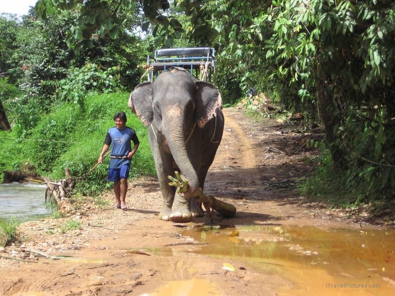 elephant Khao Sok national park road