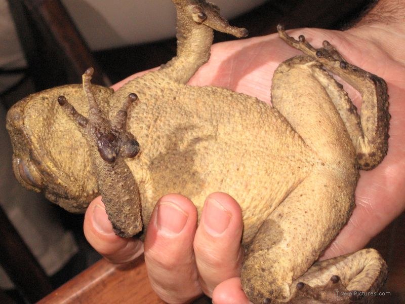 toad frog