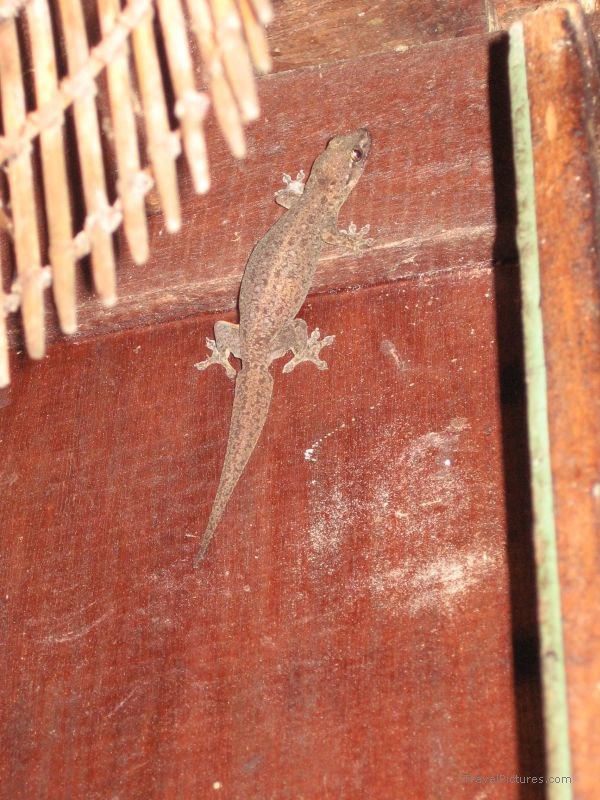 lizard