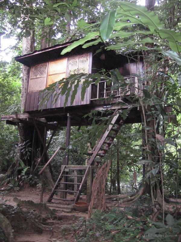treehouse