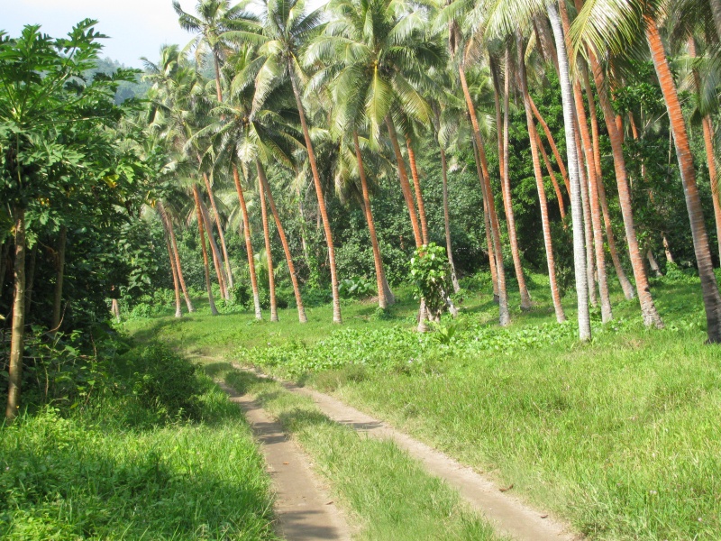 oad trees green