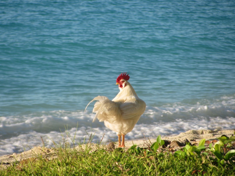 ooster chicken