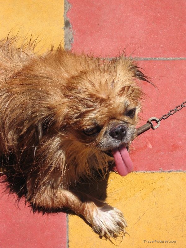 dog