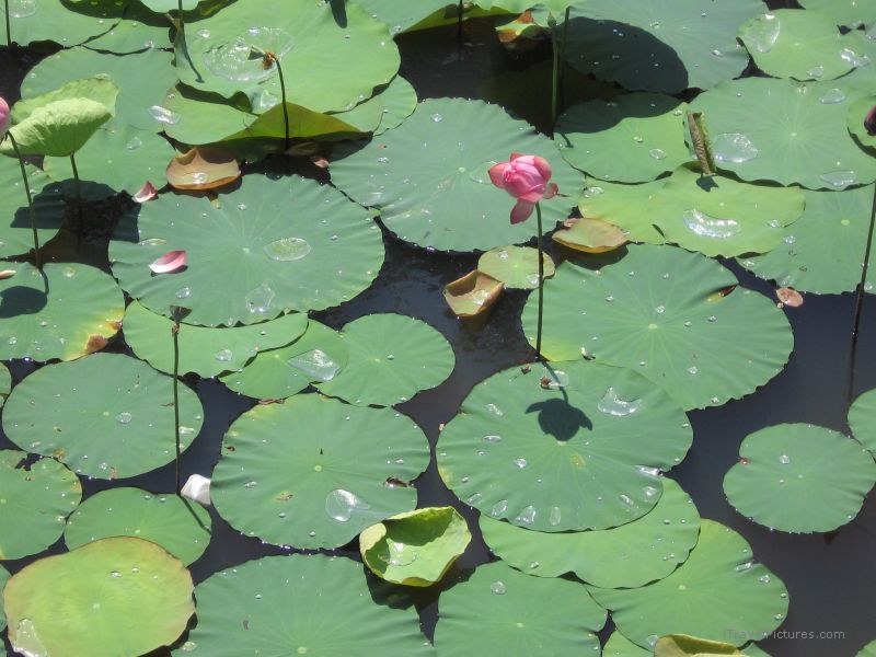 lilly pad pads Tu Doc tomb flower