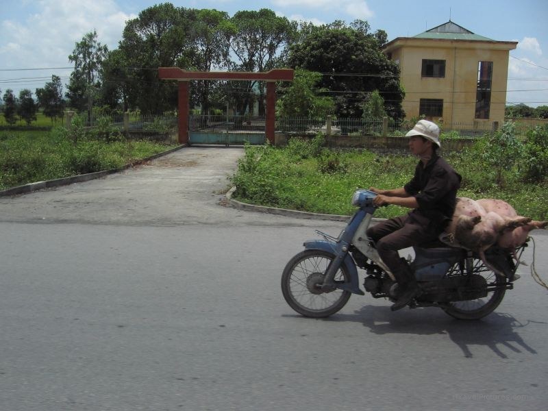 motorcycle carrying pig pigs man