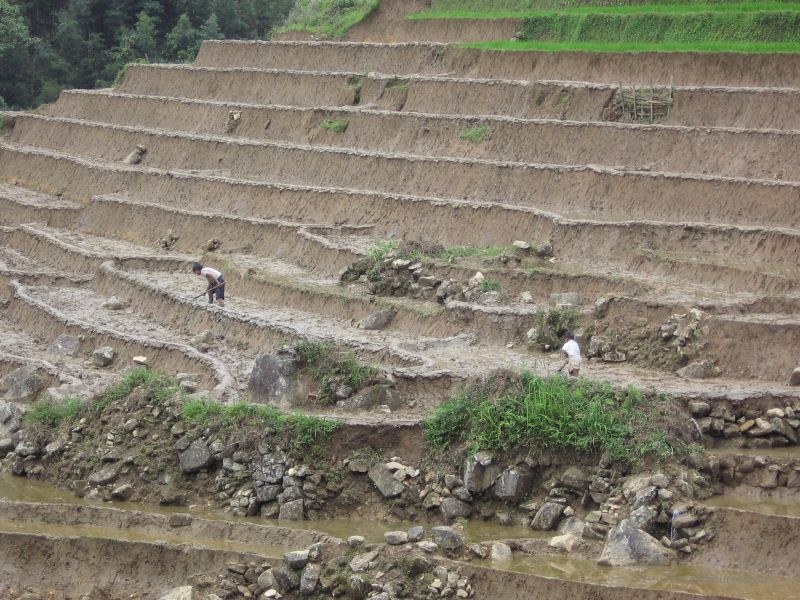 terraces plowing terrace rice farming