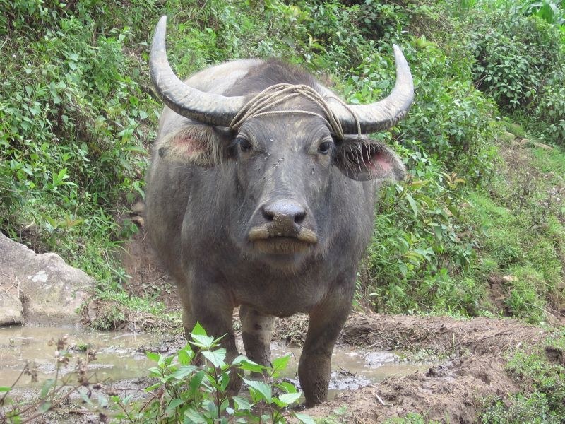water buffalo mud horn horns