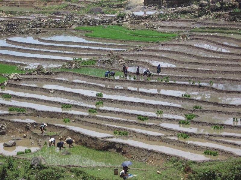 terraces terrace farm people farming
