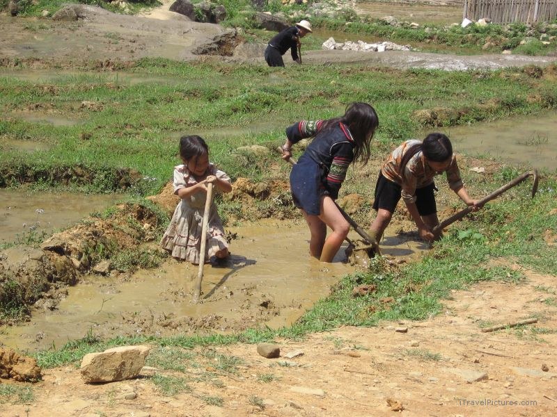 children farming rice field girl girls