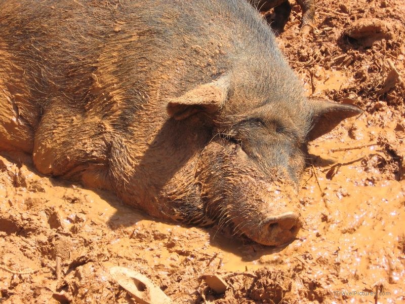 pig mud