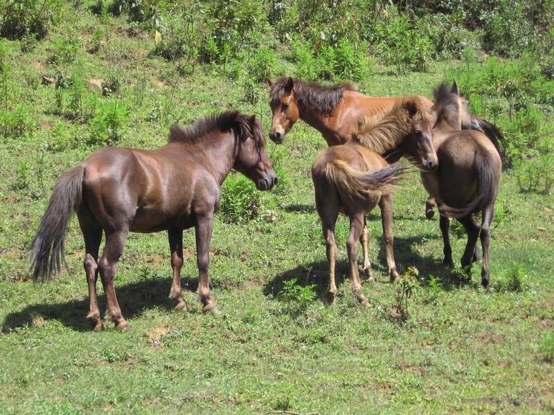 horse horses